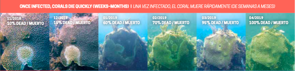 Muerte del Coral en Quintana Roo. 
FUENTE. Reporte 2020 HRI