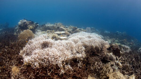 inminente muerte del coral en el caribe